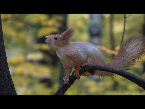 Видео: Много белок. Зарисовка / Lots of squirrels. The sketch