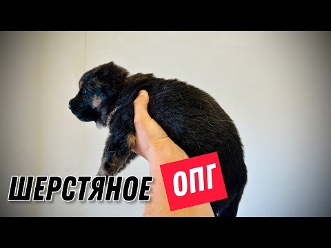 Видео: ЩЕНКИ ОТКРЫЛИ ГЛАЗА И ПОНЕСЛОСЬ