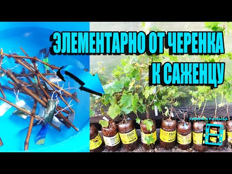 Видео: ОТ ЧЕРЕНКА К САЖЕНЦУ РЕДКИХ ГИБРИДНЫХ ФОРМ И СОРТОВ ВИНОГРАДА. СЕВЕРНЫЙ ВИНОГРАДНИК 17-21