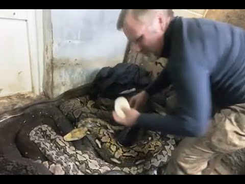 Видео: Извлечение яиц#змеи