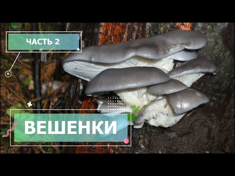 Видео: Выращивание Вешенки (Часть 2)