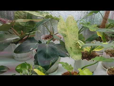 Видео: Стеллаж и свет для цветов