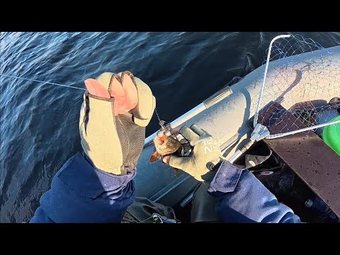 Видео: Рыбалка на джиг с силиконом.Попал на окуней/Jig fishing (Kolvitskoye Lake). I got into a perch hole.