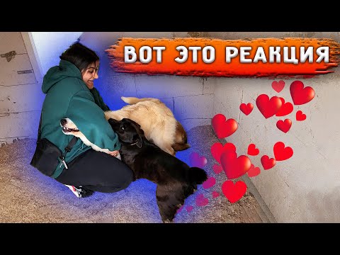 Видео: Щенки на трассе. Забираю собак с передержки. Линда меня не узнала. Оборудовали новое место собакам.