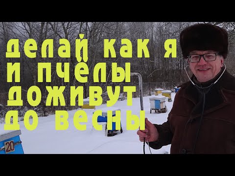 Видео: Сделай это в конце января и пчёлы доживут до весны.