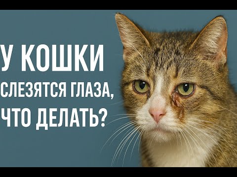 Видео: У кошки слезятся глаза, что делать? | Как правильно ухаживать и какие препараты выбрать