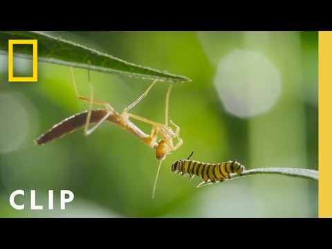 Видео: Миграция и метаморфозы монархов | Невероятные путешествия животных | National Geographic