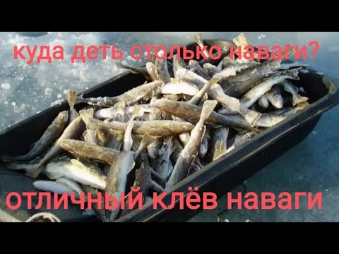 Видео: ЗИМНЯЯ РЫБАЛКА 2022.ЛОВЛЯ НАВАГИ. РЫБАЛКА НА НАВАГУ.рыбалка в приморье.