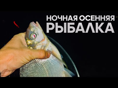 Видео: Осень! Ночь! РЫБАЛКА ночью.  