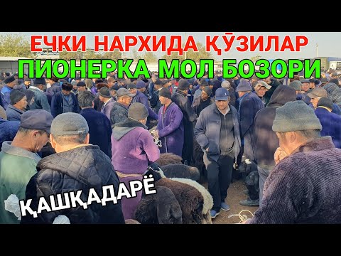Видео: ЕЧКИ НАРХИДА ҚӮЗИЛАР.  ПИОНЕРКА МОЛ БОЗОРИ. ҚӮЙ ВА ҚӮЧҚОР НАРХЛАРИ. 7-НОЯБР2025-ЙИЛ ҚАШҚАДАРЁ ҚАМАШИ