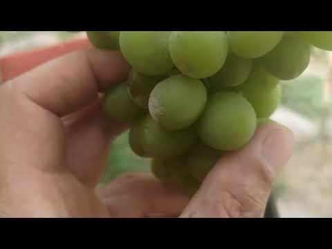 Видео: Касали Оидиум ва зарарнокиаш ба ҳосили ангур.