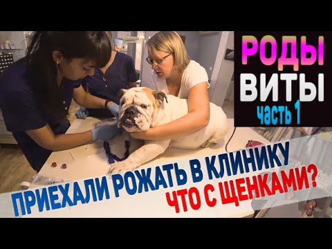Видео: Роды у собаки Английский Бульдог в ветеринарной клинике. Часть 1.