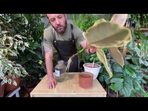 Видео: Когда пора сажать черенок?