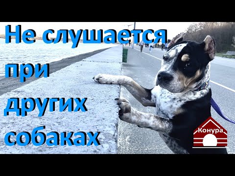 Видео: Собака не слушается при виде других собак