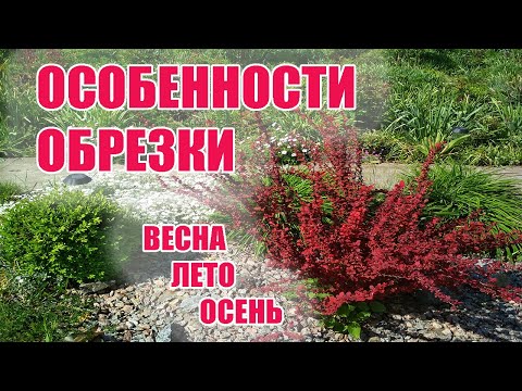 Видео: БАРБАРИС Тунберга. Особенности обрезки.Весна.Лето.Осень. Обзор моих барбарисов,  особенности сортов.