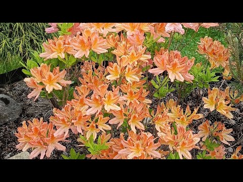 Видео: РОЗЫ. Слепые побеги и не только!