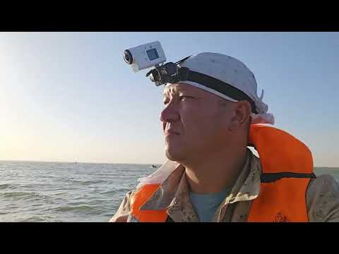 Видео: Рыбалка ШАРДАРА 2023. сазан