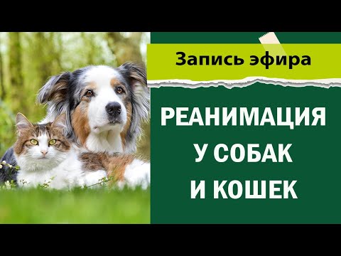 Видео: Лекция о реанимации у кошек и собак