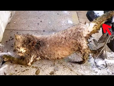 Видео: -30℃, бездомный кот был испачкан фекалиями и заморожен на велосипеде плохими парнями