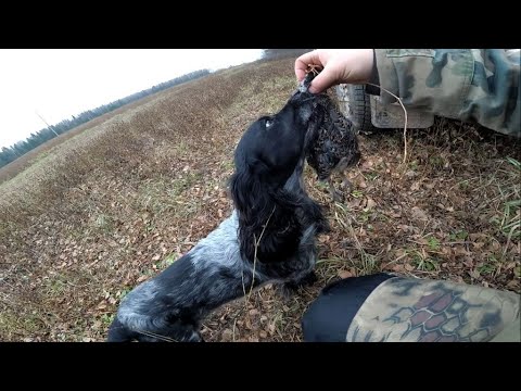 Видео: Мой русский охотничий спаниель Бэтман - самый верный друг