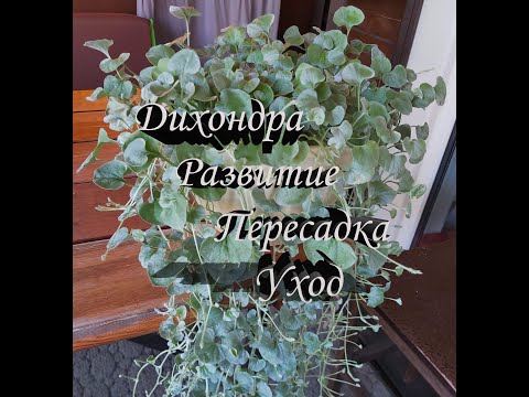 Видео: Дихондра выращивание из семян. Перевалка и формировка дихондры серебристый водопад.