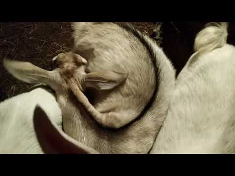 Видео: Козлятам 5 месяцев , Разговор о раннем покрытии.,завезли зерно и сено !