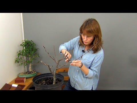 Видео: Бонсай из аронии черноплодной (ч.2).