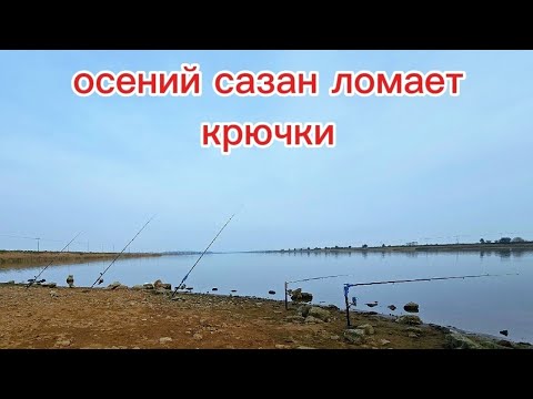 Видео: Попал на жор сазана — китайский спиннинг подсекает сам. #fishing #낚시 #рыбалка #рыбалканафидер #рыба 