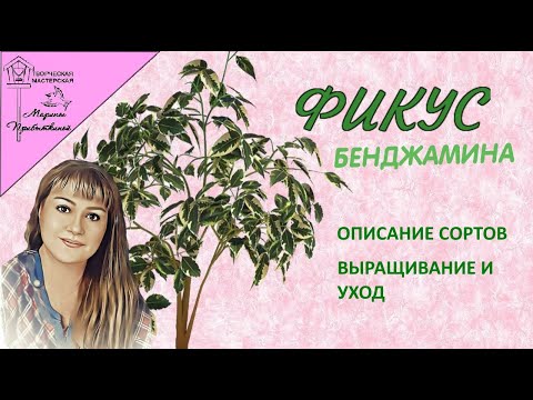 Видео: Фикус Бенджамина. Какие бывают фикусы Бенджамина.