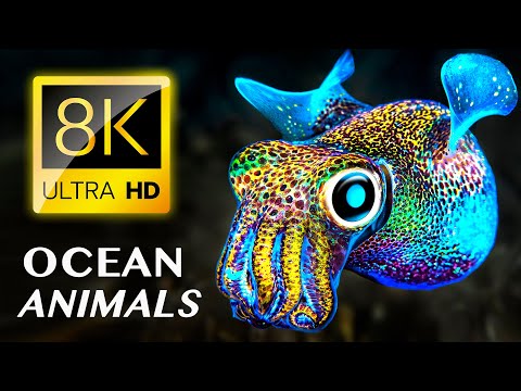 Видео: Очаровательные создания океана 8K ВИДЕО ULTRA HD