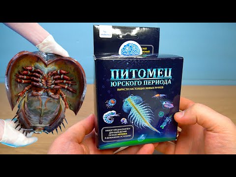 Видео: Питомец Юрского Периода артемии из Фикспрайс
