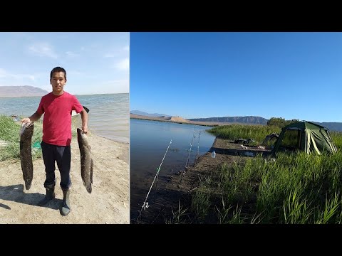 Видео: РЫБАЛКА НА МИХАЙЛОВСКОМ ОЗЕРЕ(МАНУЛ)26 августа 22г.Ловля судака и змееголова.