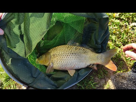 Видео: Ловля КАРПА в МОСКВЕ • Рыбалка 2025 на ПЛАТНИКЕ ЛАГУНА оз.Игумное