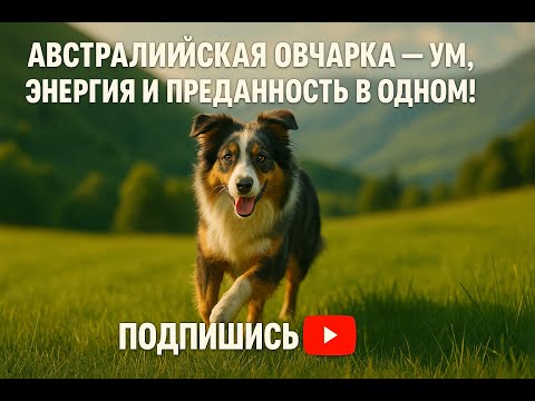 Видео: Австралийская овчарка — ум, энергия и преданность в одном! 🐾💙 Самая умная собака для активных людей