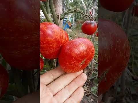 Видео: Коллекционные, лучшие сорта в открытом грунте Черноземья. Часть 15.