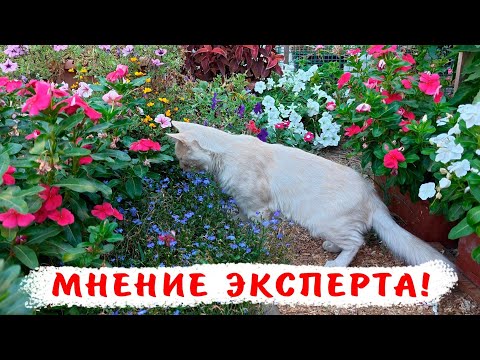 Видео: Как собирать семена катарантусов? 100 процентная всхожесть!