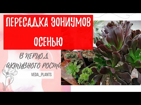 Видео: Эониумы. Осенняя пересадка - для чего она нужна?!