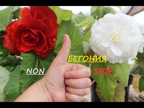 Видео: БЕГОНИЯ С КУЛАК! Обзор Бегоний клубневых  F1 «Нонстоп» . Обзор зональных, плющелистных пеларгоний.