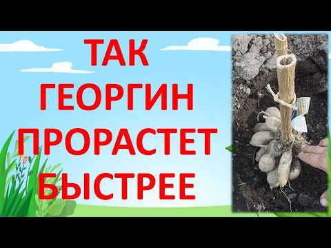 Видео: КАК ПОСАДИТЬ ГЕОРГИН в грунт весной. Как выращивать георгины. Выращивание георгин. Далия.