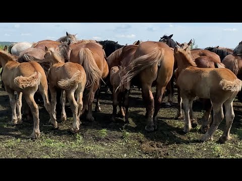 Видео: Насекомые атакуют лошадей
