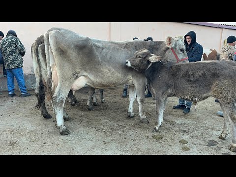 Видео: 9 ноября 2025 г АНДИЖОН КУРГОНТЕПА МОЛ БОЗОРИ СИГИРЛАР БУГОЗЛАР НАРХЛАРИ ANDIJON QÒRĞONTEPA MOL BOZO