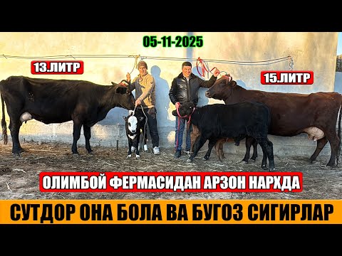 Видео: СУТДОР ОНА БОЛА ВА БУГОЗ СИГИРЛАР ОЛИМБОЙ ФЕРМАСИДАН 05-11-2025г