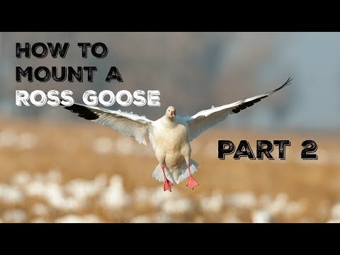 Видео: ТАКСИДЕРМИЯ | КАК САДИТЬ ВОДОПЛАВАЮЩУЮ ПТИЦУ. Ч. 2