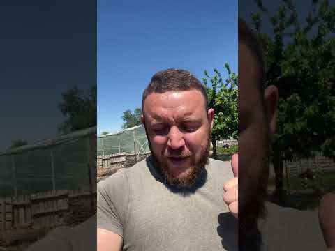 Видео: Купчиха