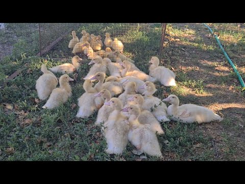 Видео: Скільки споживає індокачка корму за перший місяць життя!?