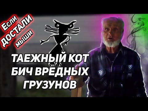 Видео: ЕСЛИ МЫШИ ПРИШЛИ В ДОМ. ТАЕЖНЫЙ КОТ - БИЧ ВРЕДНЫХ ГРЫЗУНОВ.  И никакой химии.