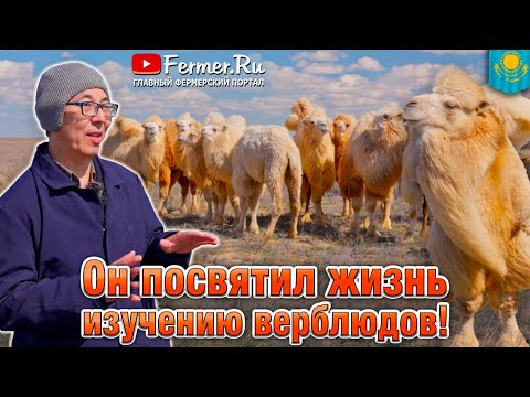 Видео: Верблюды Казахстана. Всё о верблюжьем молоке, мясе, шерсти. Традиции степи и секреты верблюдоводства