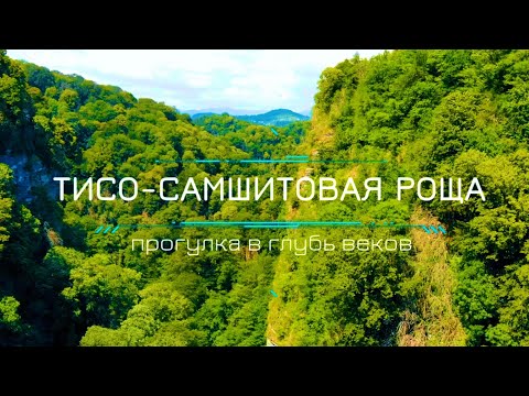 Видео: СОЧИ / ХОСТА / ТИСО-САМШИТОВАЯ РОЩА / путешествие в глубь веков