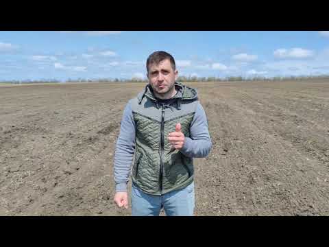 Видео: Рекомендации при посеве подсолнечника