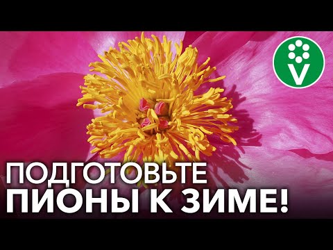 Видео: ОБЯЗАТЕЛЬНО СДЕЛАЙТЕ ЭТО С ПИОНАМИ ОСЕНЬЮ! Обрезка, обработка, мульчирование пионов осенью